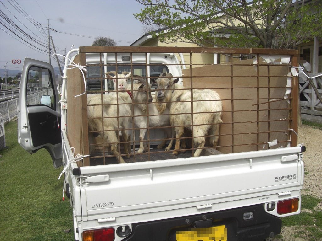Kei truck used on Japanese sheep farm. Carry lambs and adult animals no problem. Good for sheep farming in the UK. Import minitruck direct from Japan