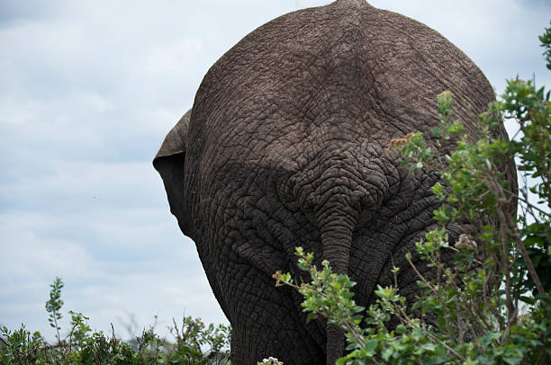 Elephant backside.