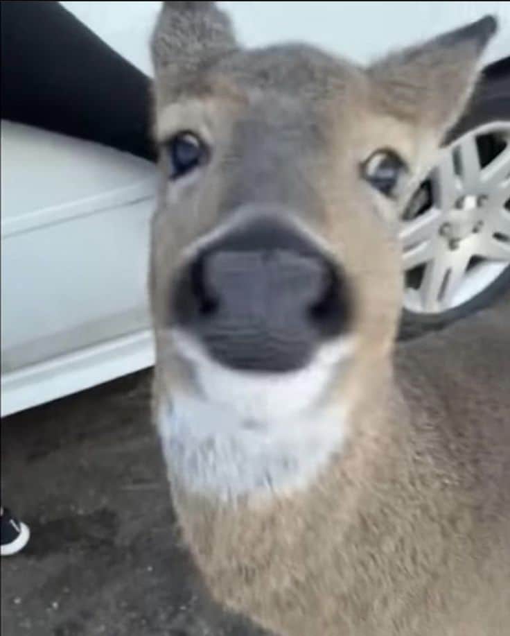 Deer in headlights